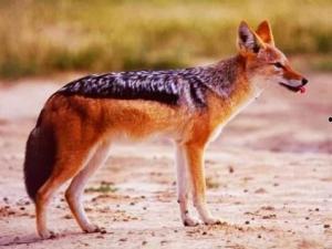 头狼爆料最新内容,揭秘娱乐圈最新动态,独家爆料震惊业界! 第1张 头狼爆料最新内容,揭秘娱乐圈最新动态,独家爆料震惊业界! 第1张